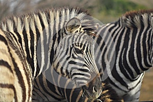 Zebra potrait