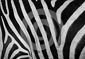 Zebra print img