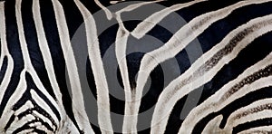 Zebra print, animal skin, tiger stripes, abstract pattern, line