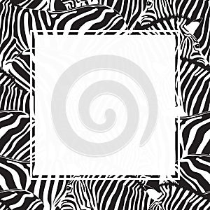 Zebra print border design. Animal skin texture.