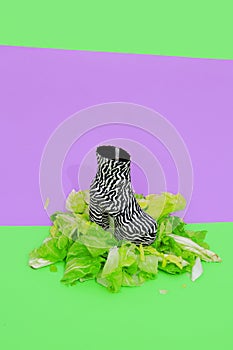 Zebra print fashion shoes with fresh green salad. Healthy food, vegan, diet, calories, eco friendly minimal  concept