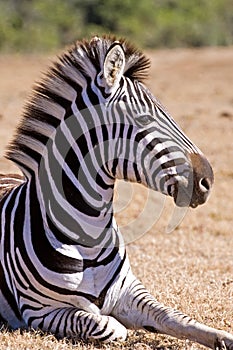 Zebra Profile