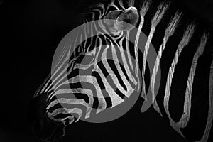 Zebra profile portrait