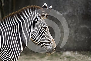 Zebra protrait with rocky background