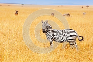 Zebra with QR code on the back concept in field