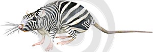 Zebra Rat, Rodent, Mouse, Isolated photo