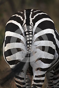 Zebra rear