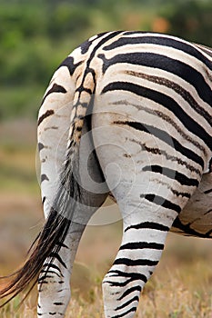 Zebra Rear