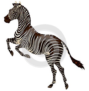Zebra reared. Color vector illustration.