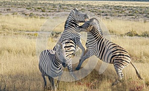 Zebra rearing up in fighting pose.