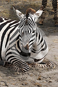 Zebra resting