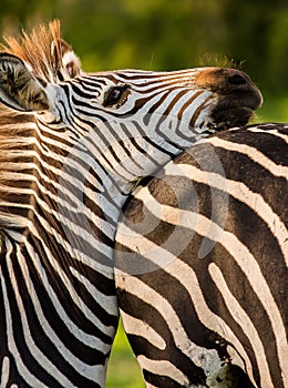 Zebra resting it's head