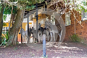 Zebra resting in the shade of a building