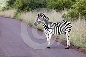 Zebra on road