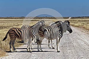 Zebra on the road, Etosha National Park
