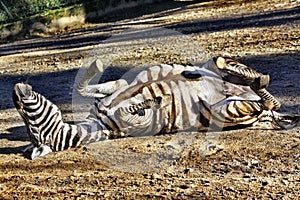 Zebra rolling around in the dirt