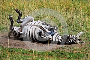 Zebra Rolling on the dry dusty plains in Masai mara