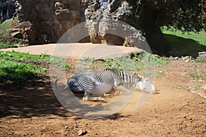 Zebra rolling in dusty ground