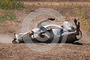 Zebra rolling on dusty ground
