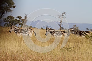 Zebra on a row