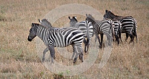 Zebra In A Row