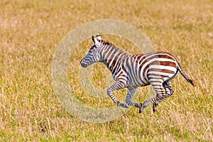 Zebra running