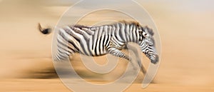 Zebra is running in the dust in motion. Kenya. Tanzania. National Park. Serengeti. Masai Mara.