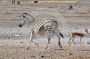 Zebra running, Etosha, Namibia