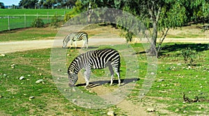 Zebra running and jumping