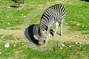 Zebra running and jumping