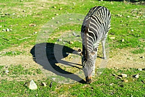 Zebra running and jumping