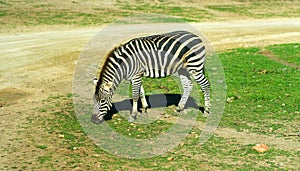 Zebra running and jumping