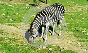 Zebra running and jumping