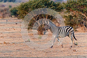 Zebra running in Mashatu Game Reserve