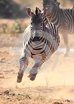 Zebra running scared from Lions