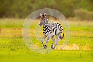 Zebra running. Zebra with yellow golden grass. Burchell`s zebra, Equus quagga burchellii, Nxai Pan National Park, Botswana, Afric