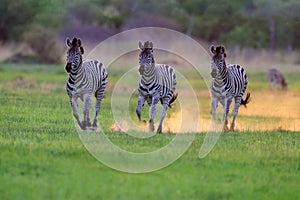 Zebra running. Zebra with yellow golden grass. Burchell`s zebra, Equus quagga burchellii, Nxai Pan National Park, Botswana, Afric