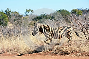 Zebra runs in the road.