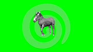 Zebra runs without shadow -zebra runs without shadow - 2 different views - green screen 2 different views - green screen