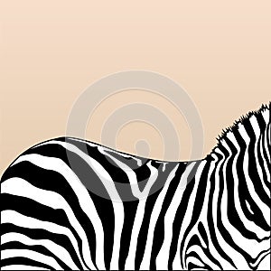 Zebra`s back silhouette isloated.