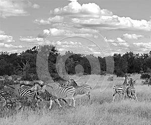 Zebra's, black and white photo