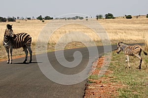 Zebra's crossing a road