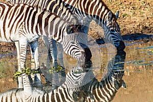 Zebras Three Drinking Mirror Colors