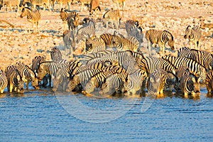 Zebra's drinking water at Etosha NP