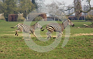 Zebra's Galloping photo