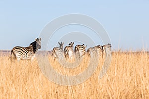 Zebra's Grasslands Wildlife Animals