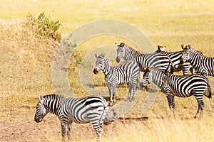 Zebra's grazing on grassland in Amboseli, Africa