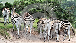 Zebra's on the move