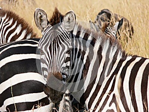 Zebra's portrait in the savannah of masai Mara