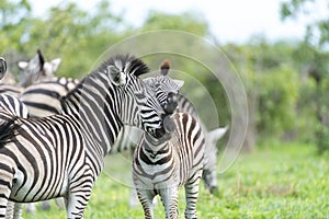 Zebra's with some giraffes